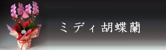 �ߥǥ���ĳ�����̿�����