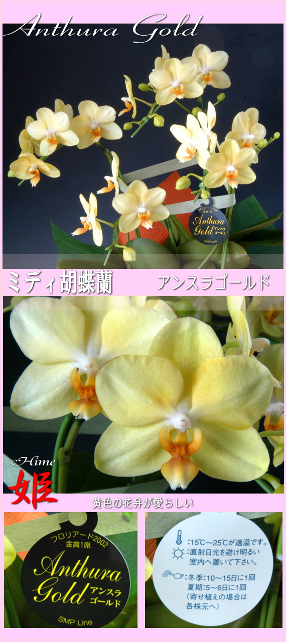 �ߥǥ���ĳ���������ϡ����󥹥饴����ɡ�ɱ��