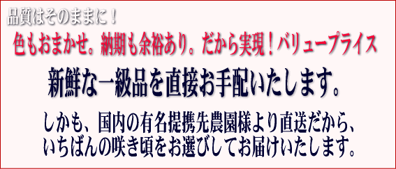色もおまかせ。納期も余裕あり。だから実現!バリュープライス。新鮮な一級品を直接お手配いたします。
