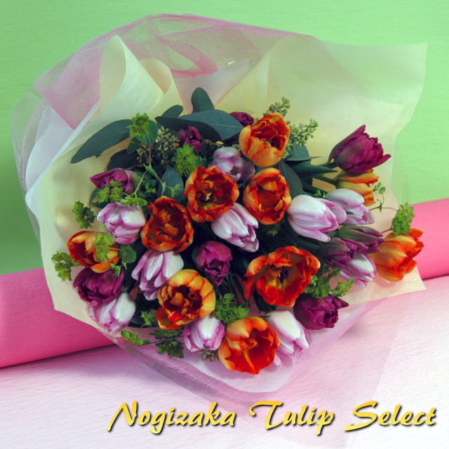 nogizaka tulip select