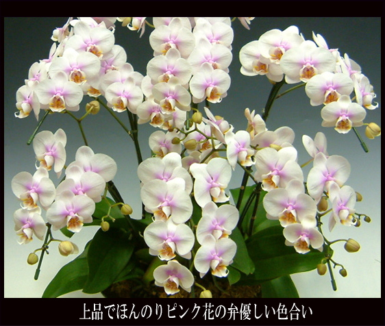 胡蝶蘭 ファーストラブ