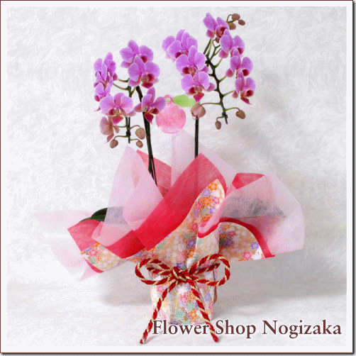 �ߥǥ���ĳ����2��Ω������ɱ�ͥ�åԥ�