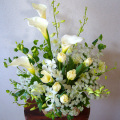 L-DFA-Calla-032.jpg