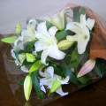 L-FB-Lily-060