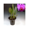 Lc. Casitas Spring ��Carpenteria ��HCC/AOS