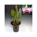 Lc. Irene Finney 'York' SM/JOGA