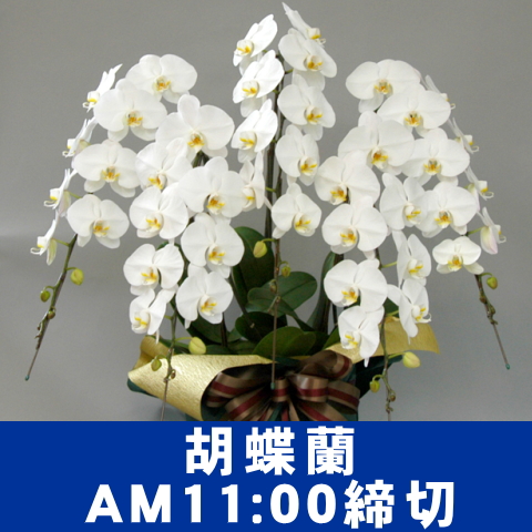 胡蝶蘭