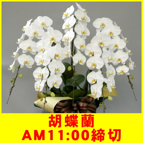 胡蝶蘭