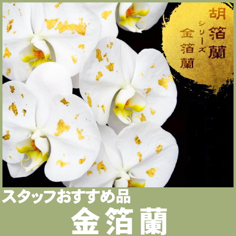 金箔蘭