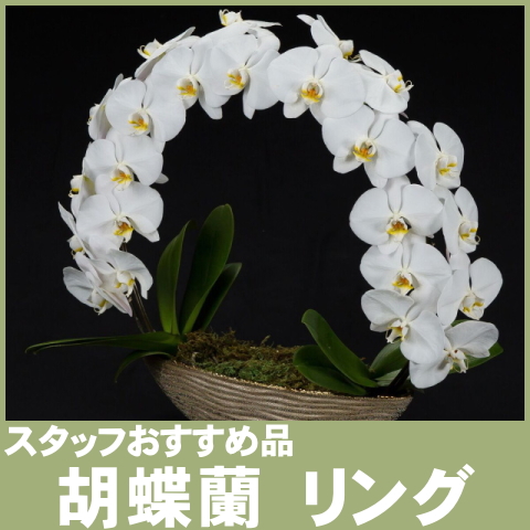 胡蝶蘭　リング