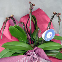 ミディ胡蝶蘭 特選 紅姫 フラワーギフト
