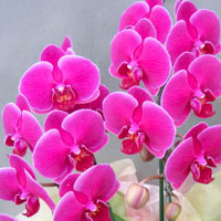 ミディ胡蝶蘭 紅姫 開花状態