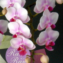 特選ミディ胡蝶蘭　ランラン　2本立ち