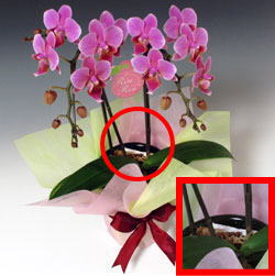 大人気のミディ胡蝶蘭　2本立ち
