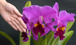 花屋さんではみかけない大輪系カトレア