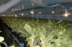 カトレアのハウス　電照栽培