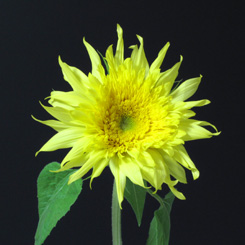 モネのヒマワリ