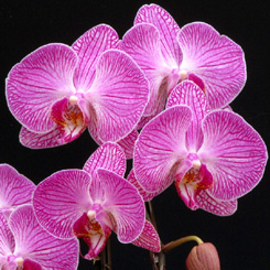 開店祝いに大人気の胡蝶蘭　ミンホープリンセス