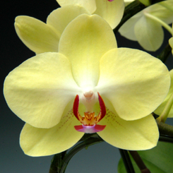 開店祝いに大人気　ミディ胡蝶蘭　ザルツマン