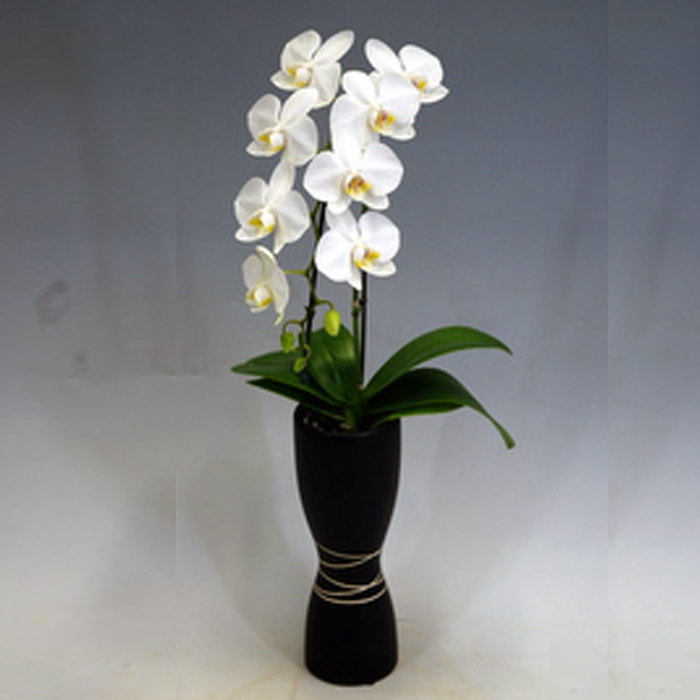 ミディ 胡蝶蘭 お祝い かぐや アマビリス 2本立ち 白 小輪系 森田洋蘭園 ギフト