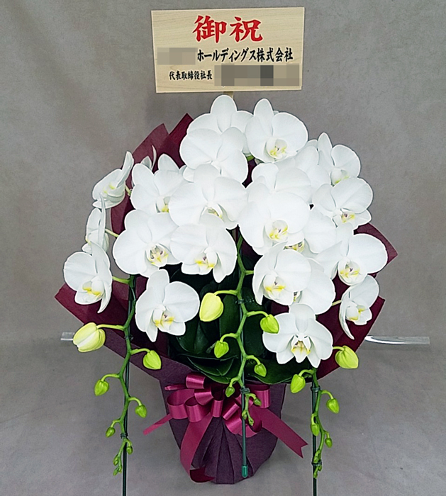 ミディ 胡蝶蘭 3本立ち アマビリス 白  エンジ色系 ダブルラッピング仕立て 森田洋蘭園