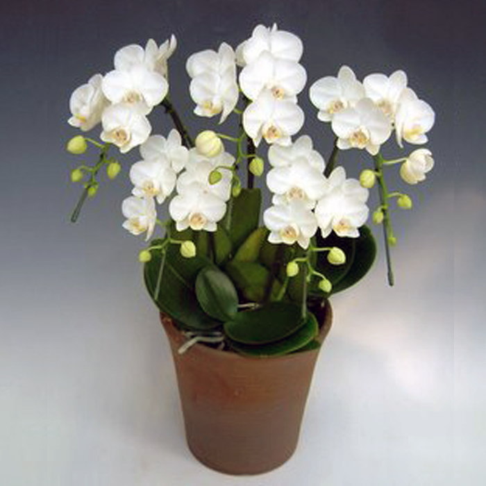 ミディ 胡蝶蘭 5本立ち アマビリス 白  ダブルラッピング仕立て 森田洋蘭園