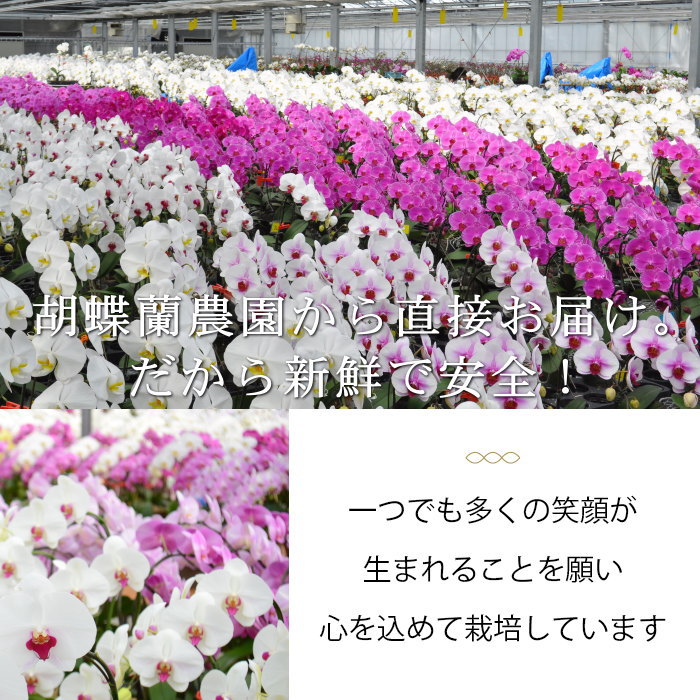1鉢1鉢心を込めて育てています