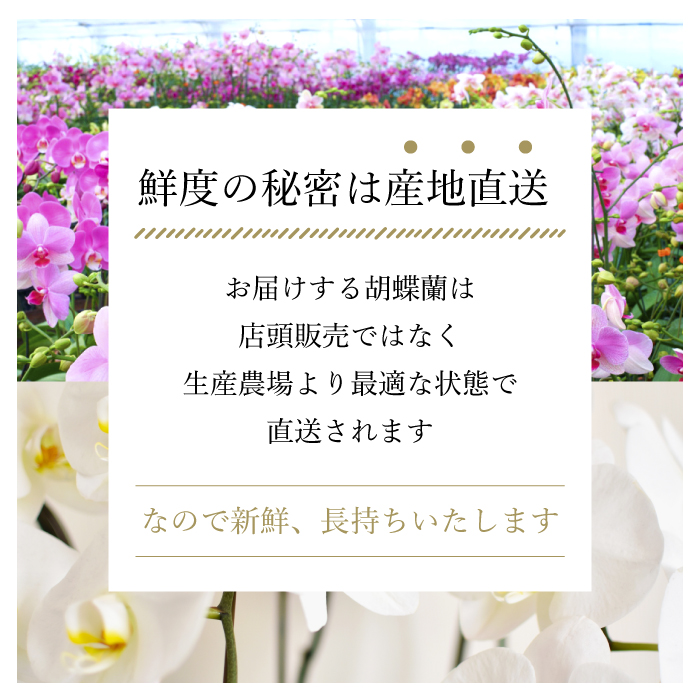 鮮度の秘密は産地直送