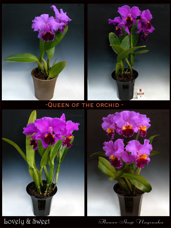 カトレア鉢に植えた全体像です。