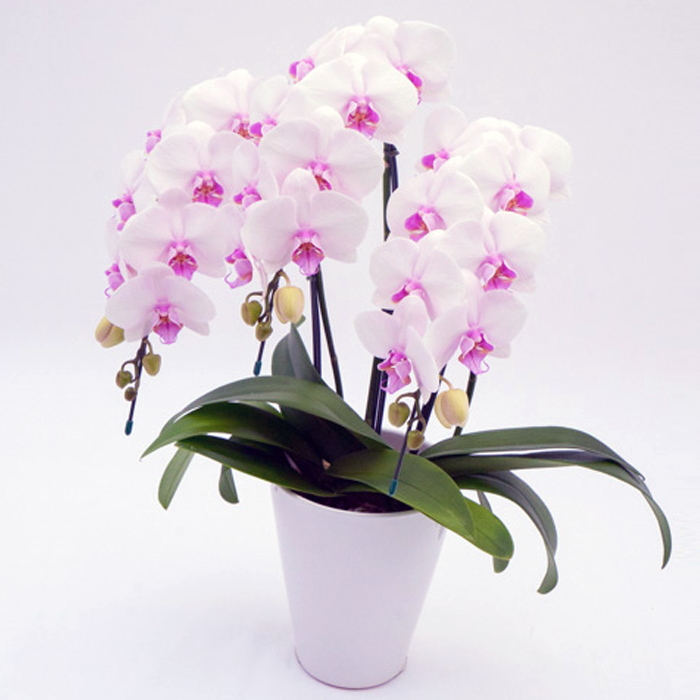 胡蝶蘭 中大輪 コットンキャンディ 3本立ち ダブルラッピング仕立て