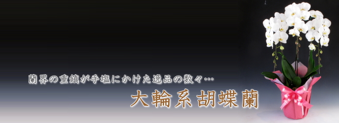 大輪系胡蝶蘭