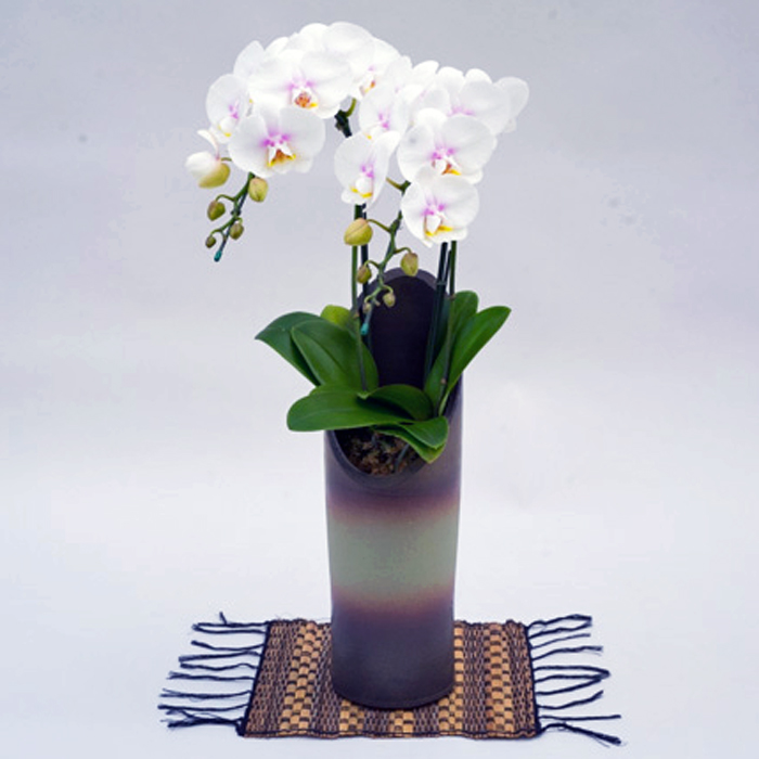 ミディ 胡蝶蘭 2本立ち 和鉢 かぐや ファーストラブ 森田洋蘭園