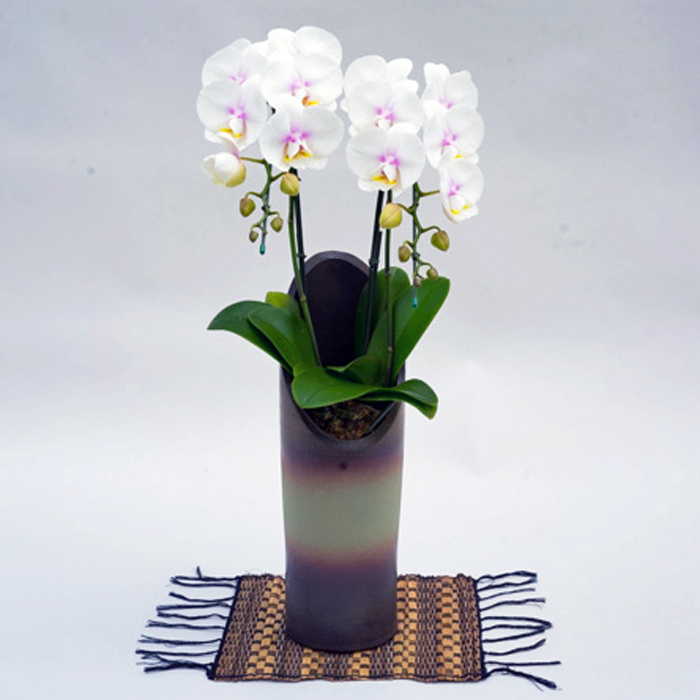 ミディ 胡蝶蘭 2本立ち 和鉢 かぐや ファーストラブ 森田洋蘭園