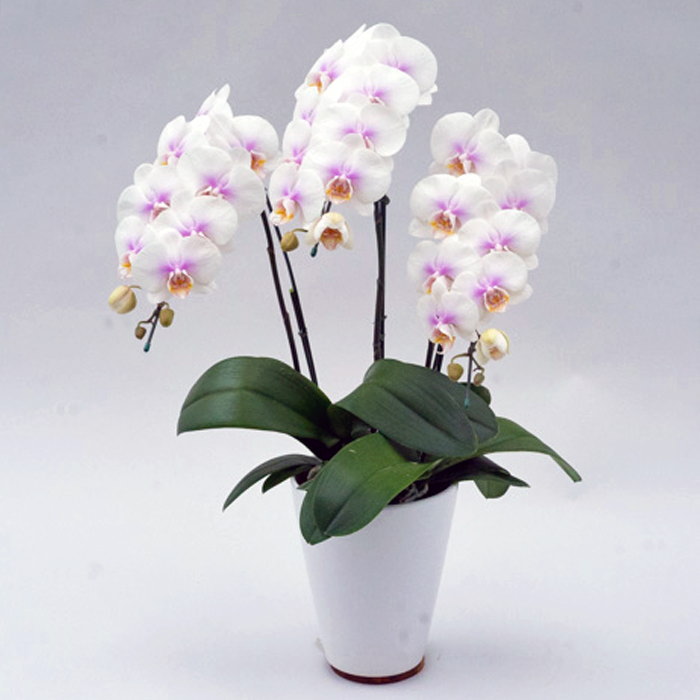 ミディ 胡蝶蘭 3本立ち ファーストラブ ダブルラッピング仕立て 森田洋蘭園