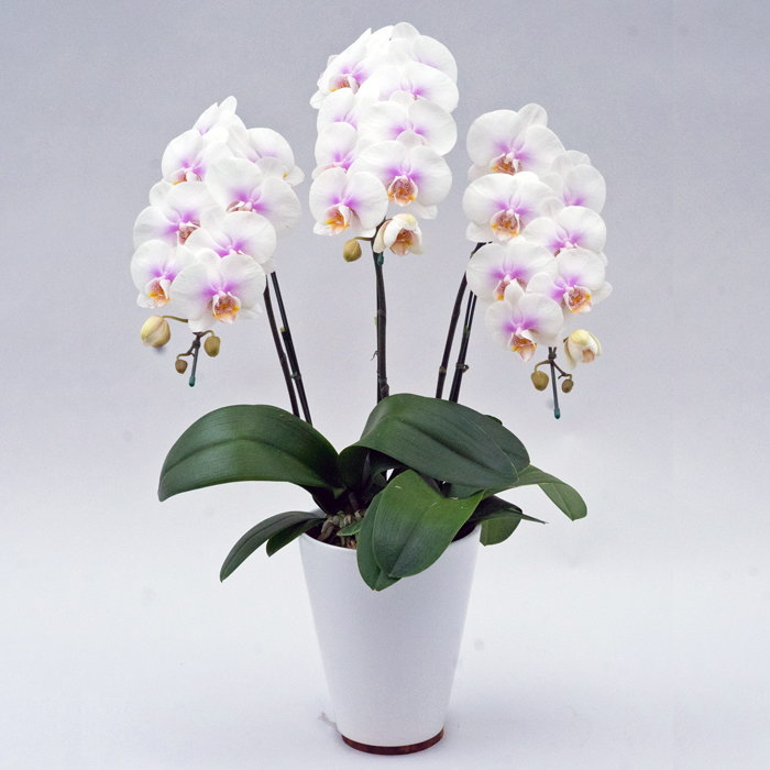 ミディ 胡蝶蘭 3本立ち ファーストラブ ダブルラッピング仕立て 森田洋蘭園