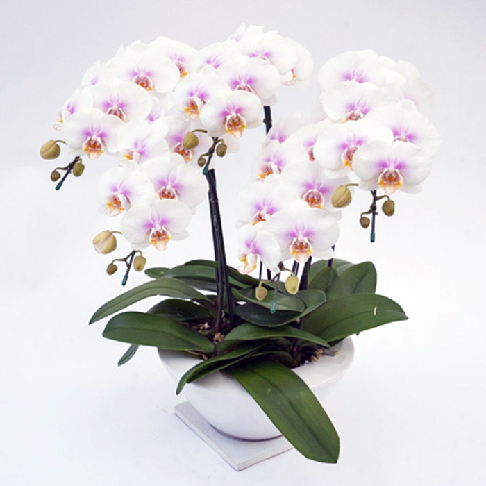 ミディ 胡蝶蘭 ビーナスポット 5本立ち ファーストラブ 森田洋蘭園