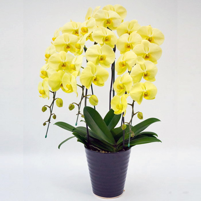 胡蝶蘭 3本立ち ゴールデンアポロン ダブルラッピング仕立て 森田洋蘭園><br>
<br>
<br>
<br>
<br>
<img src=