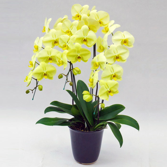 胡蝶蘭 3本立ち ゴールデンアポロン ダブルラッピング仕立て 森田洋蘭園><br>
<br>
<br>
<br>
<br>
<img src=