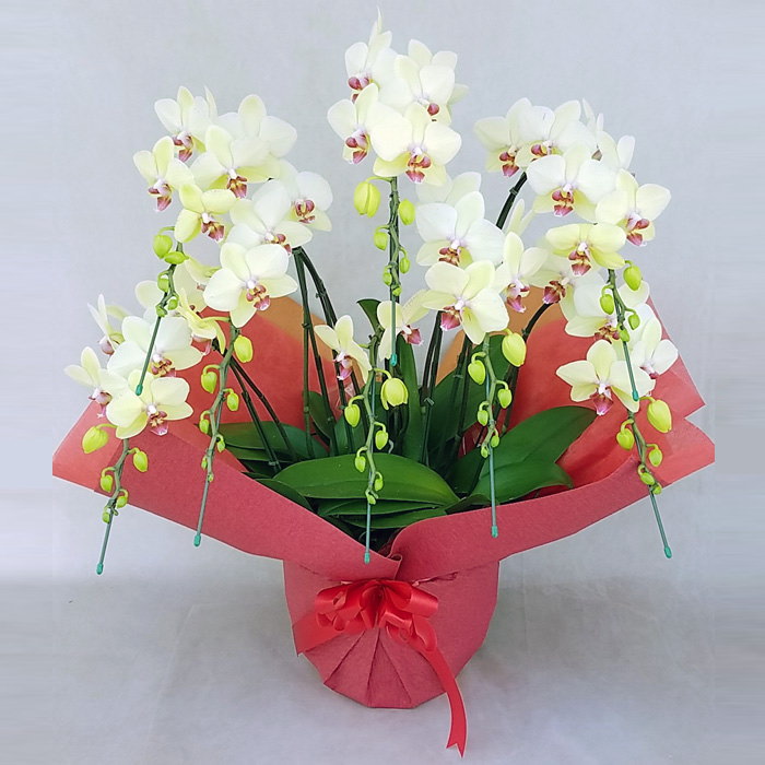 胡蝶蘭 中大輪 ゴールデンエイジ 8本立ち 黄色 イエロー