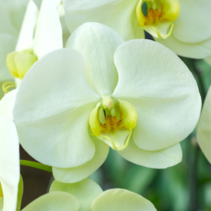 胡蝶蘭 3本立ち グリーンアース ダブルラッピング仕立て 森田洋蘭園