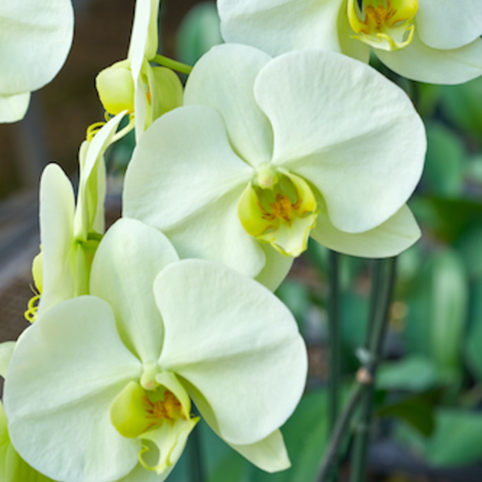 胡蝶蘭 3本立ち グリーンアース ダブルラッピング仕立て 森田洋蘭園