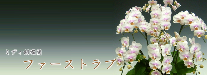 ファーストラブ