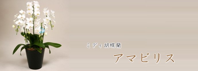 ミディ胡蝶蘭　アマビリス