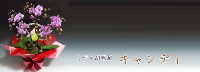 キャンディ