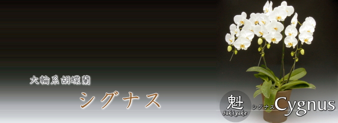 大輪形胡蝶蘭　シグナス