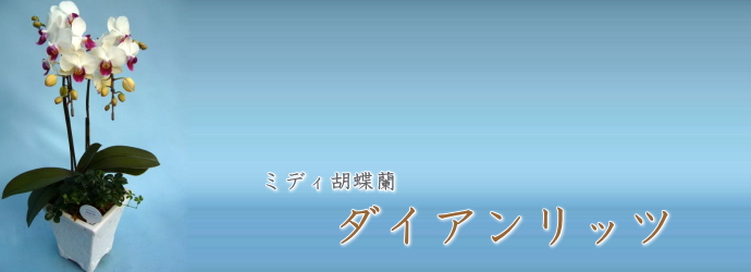 ミディ胡蝶蘭　ダイアンリッツ