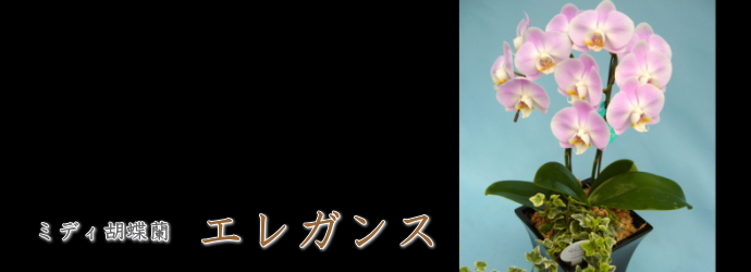 エレガンス