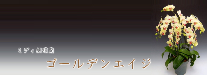 ゴールデンエイジ