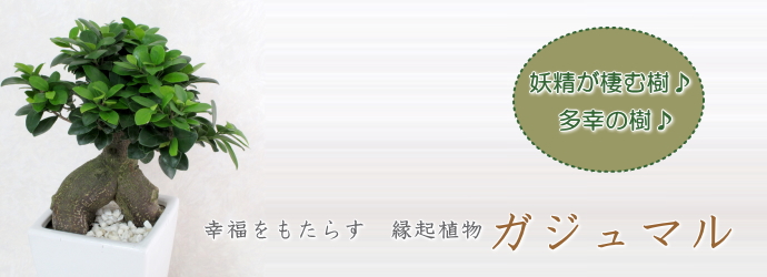 妖精 ギジムナー が宿り多幸の樹 ガジュマル 通販の花屋 フラワーショップ乃木坂 妖精 ギジムナー が宿り多幸の樹 ガジュマル 通販の花屋 フラワーショップ乃木坂