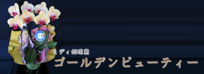 ゴールデンビューティー